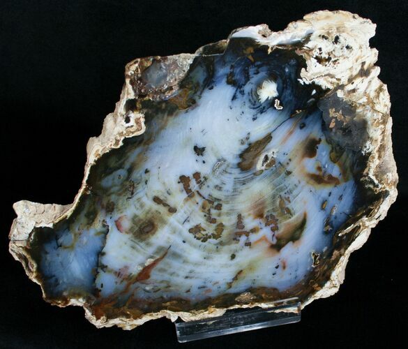 Brilliant Hubbard Basin Petrified Wood Slab - #6259